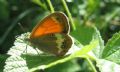 Coenonympha arcania